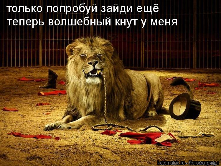 Котоматрица: только попробуй зайди ещё теперь волшебный кнут у меня