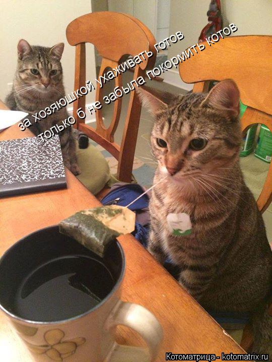 Котоматрица: за хозяюшкой ухаживать готов только б не забыла покормить котов