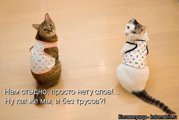Нам стыдно, просто нету слов!... Ну как же мы, и без трусов?!... Котоматрица: Нам стыдно, просто нету слов!... Ну как же мы, и без трусов?!