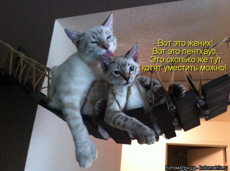- Вот это жених! Вот это пентхаус... Это сколько же тут котят уместить можно!... Котоматрица: - Вот это жених! Вот это пентхаус... Это сколько же тут котят уместить можно!