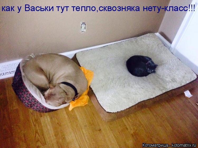 как у Васьки тут тепло,сквозняка нету-класс!!!... Котоматрица: как у Васьки тут тепло,сквозняка нету-класс!!!