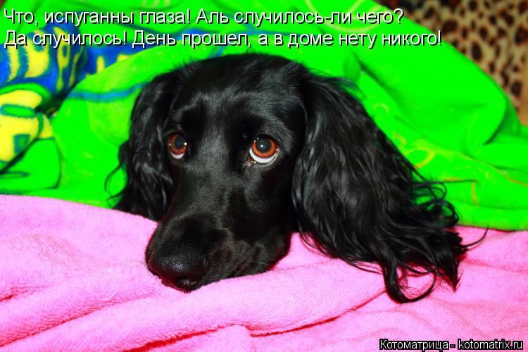 Что, испуганны глаза! Аль случилось-ли чего? Да случилось! День прошел, а в доме нету никого!... Котоматрица: Что, испуганны глаза! Аль случилось-ли чего? Да случилось! День прошел, а в доме нету никого!
