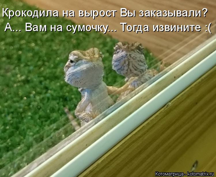 Крокодила на вырост Вы заказывали? А... Вам на сумочку... Тогда извините :(... Котоматрица: Крокодила на вырост Вы заказывали? А... Вам на сумочку... Тогда извините :(