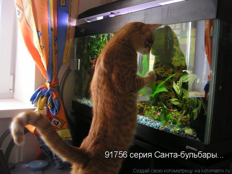 91756 серия Санта-бульбары...... Котоматрица: 91756 серия Санта-бульбары...