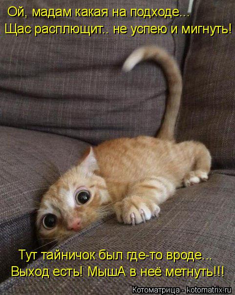 Ой, мадам какая на подходе... Щас расплющит.. не успею и мигнуть! Тут тайничок был где-то вроде... Вы... Котоматрица: Ой, мадам какая на подходе... Щас расплющит.. не успею и мигнуть! Тут тайничок был где-то вроде... Выход есть! МышА в неё метнуть!!!