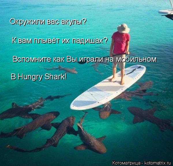 Окружили вас акулы? К вам плывёт их падишах? Вспомните как Вы играли на мобильном В Hungry Shark!... Котоматрица: Окружили вас акулы? К вам плывёт их падишах? Вспомните как Вы играли на мобильном В Hungry Shark!