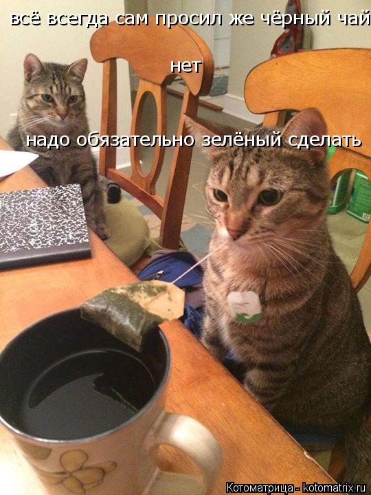всё всегда сам просил же чёрный чай нет надо обязательно зелёный сделать всё всегда сам просил же чёр... Котоматрица: всё всегда сам просил же чёрный чай нет надо обязательно зелёный сделать всё всегда сам просил же чёрный чай нет надо обязательно зелёный с