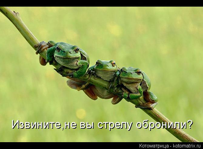 Извините,не вы стрелу обронили?... Котоматрица: Извините,не вы стрелу обронили?