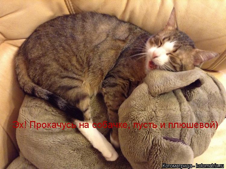 Эх! Прокачусь на собачке, пусть и плюшевой)... Котоматрица: Эх! Прокачусь на собачке, пусть и плюшевой)