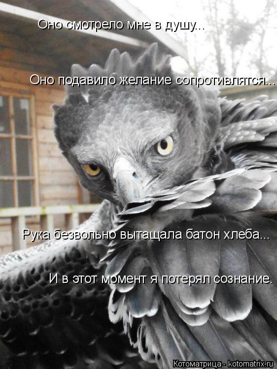 Оно смотрело мне в душу... Оно подавило желание сопротивлятся... Рука безвольно вытащала батон хлеба.... Котоматрица: Оно смотрело мне в душу... Оно подавило желание сопротивлятся... Рука безвольно вытащала батон хлеба... И в этот момент я потерял сознание.