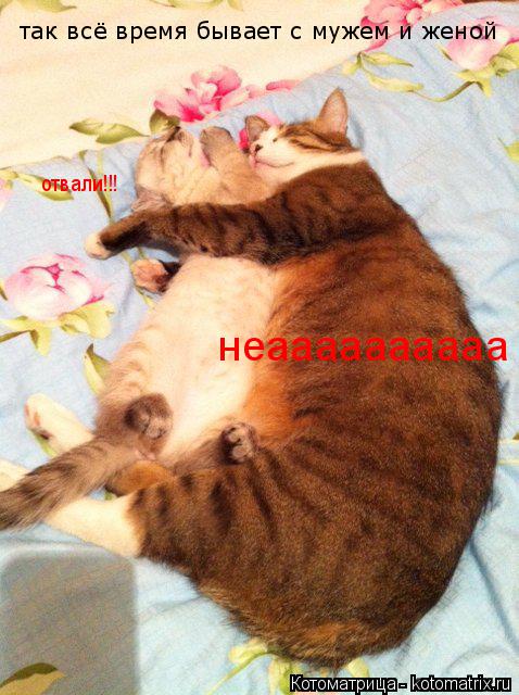 так всё время бывает с мужем и женой отвали!!! неаааааааааа... Котоматрица: так всё время бывает с мужем и женой отвали!!! неаааааааааа