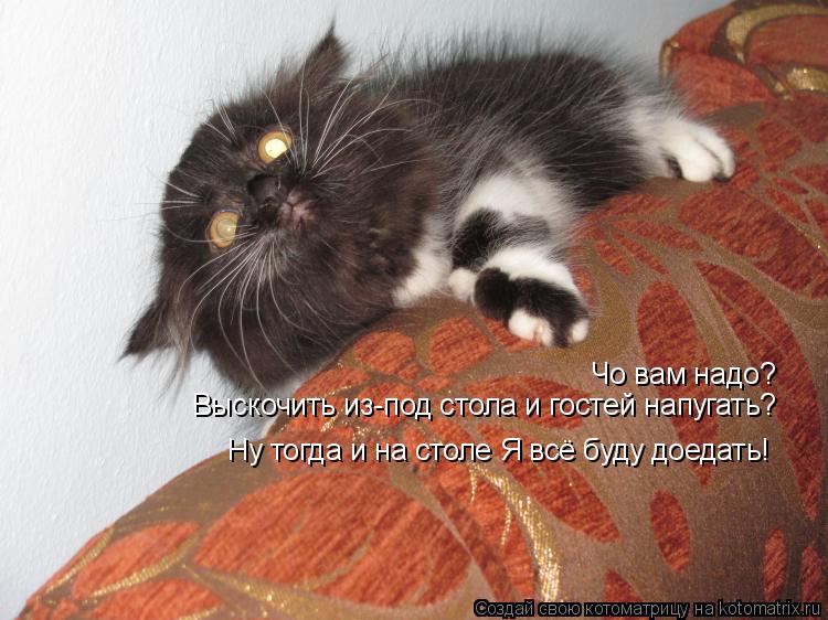 Чо вам надо? Выскочить из-под стола и гостей напугать? Ну тогда и на столе Я всё буду доедать!... Котоматрица: Чо вам надо? Выскочить из-под стола и гостей напугать? Ну тогда и на столе Я всё буду доедать!