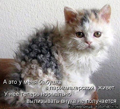 А это у меня бабушка в парикмахерской...живет У нее теперь нормально вылизывать внука не получается... Котоматрица: А это у меня бабушка в парикмахерской...живет У нее теперь нормально вылизывать внука не получается