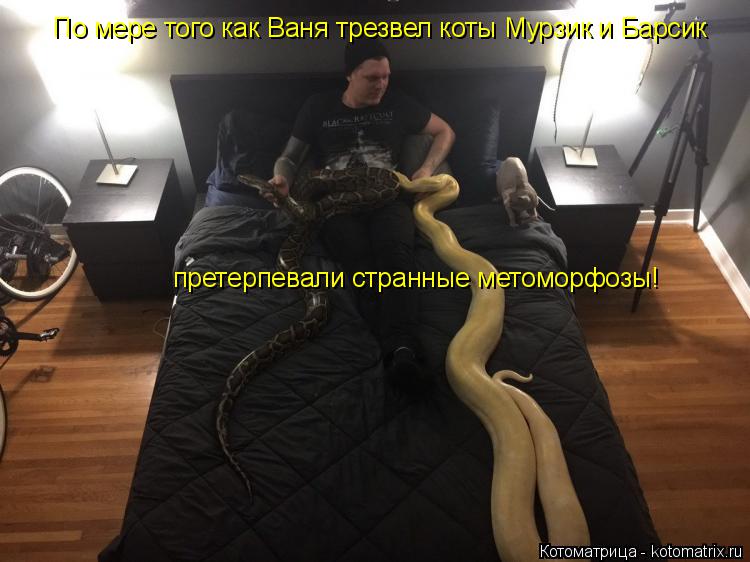 Котоматрица: По мере того как Ваня трезвел коты Мурзик и Барсик  претерпевали странные метоморфозы!