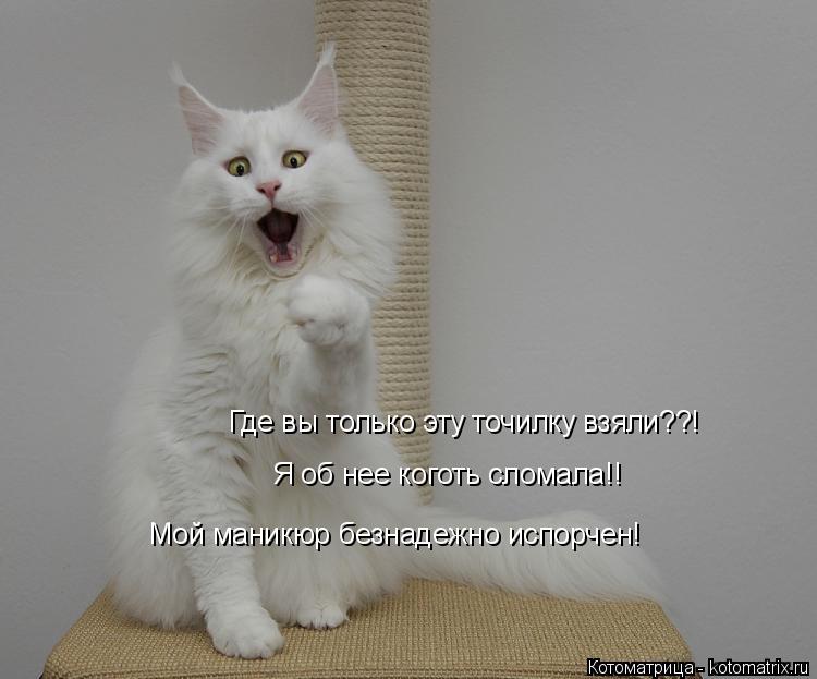 Котоматрица: Где вы только эту точилку взяли??! Я об нее коготь сломала!! Мой маникюр безнадежно испорчен!