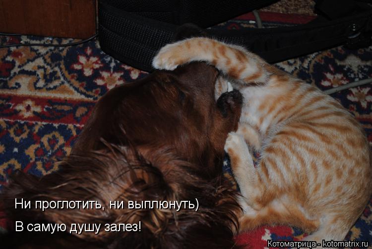 Ни проглотить, ни выплюнуть) В самую душу залез!... Котоматрица: Ни проглотить, ни выплюнуть) В самую душу залез!