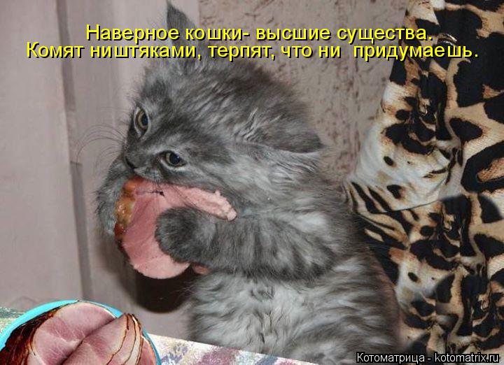 Наверное кошки- высшие существа. Комят ништяками, терпят, что ни придумаешь.... Котоматрица: Наверное кошки- высшие существа. Комят ништяками, терпят, что ни придумаешь.