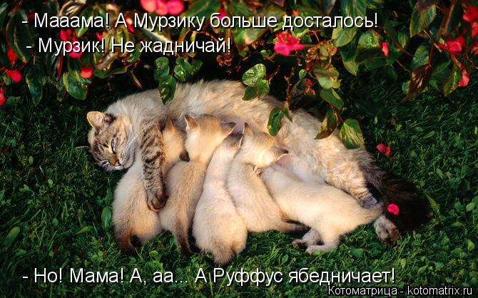 - Мааама! А Мурзику больше досталось! - Мурзик! Не жадничай! - Но! Мама! А, аа... А Руффус ябеднича... Котоматрица: - Мааама! А Мурзику больше досталось! - Мурзик! Не жадничай! - Но! Мама! А, аа... А Руффус ябедничает!