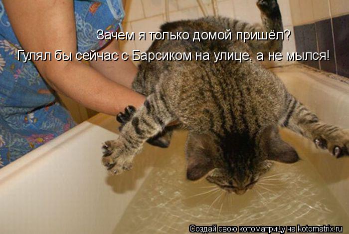 Зачем я только домой пришёл? Гулял бы сейчас с Барсиком на улице, а не мылся!... Котоматрица: Зачем я только домой пришёл? Гулял бы сейчас с Барсиком на улице, а не мылся!