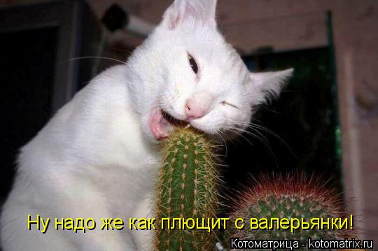 Ну надо же как плющит с валерьянки!... Котоматрица: Ну надо же как плющит с валерьянки!