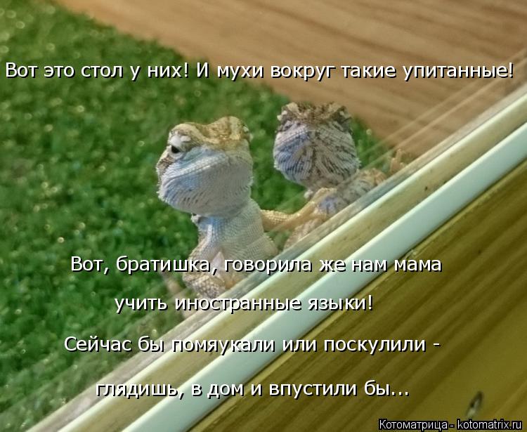 Вот это стол у них! И мухи вокруг такие упитанные! Вот, братишка, говорила же нам мама учить иностра... Котоматрица: Вот это стол у них! И мухи вокруг такие упитанные! Вот, братишка, говорила же нам мама учить иностранные языки! Сейчас бы помяукали или поску