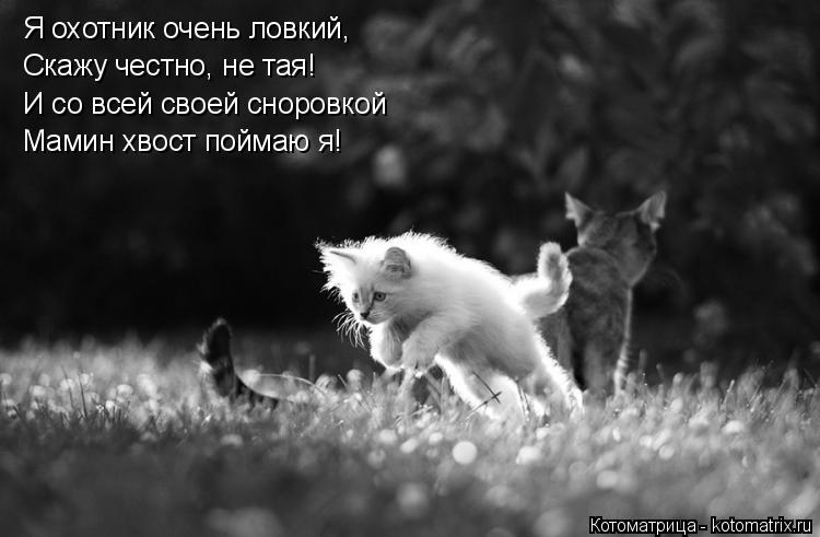 Котоматрица: Я охотник очень ловкий, Скажу честно, не тая! Мамин хвост поймаю я! И со всей своей сноровкой