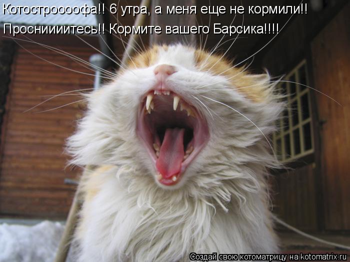 Котостроооофа!! 6 утра, а меня еще не кормили!! Просниииитесь!! Кормите вашего Барсика!!!!... Котоматрица: Котостроооофа!! 6 утра, а меня еще не кормили!! Просниииитесь!! Кормите вашего Барсика!!!!
