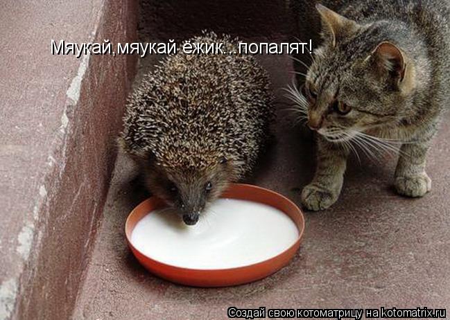 Мяукай,мяукай ёжик...попалят!... Котоматрица: Мяукай,мяукай ёжик...попалят!