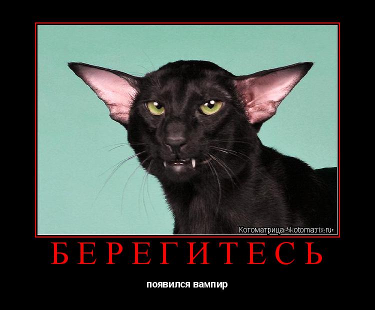 БЕРЕГИТЕСЬ появился вампир... Котоматрица: БЕРЕГИТЕСЬ появился вампир
