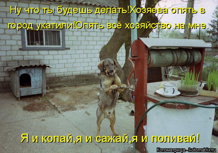Ну что ты будешь делать!Хозяева опять в город укатили!Опять всё хозяйство на мне. Я и копай,я и сажай... Котоматрица: Ну что ты будешь делать!Хозяева опять в город укатили!Опять всё хозяйство на мне. Я и копай,я и сажай,я и поливай!