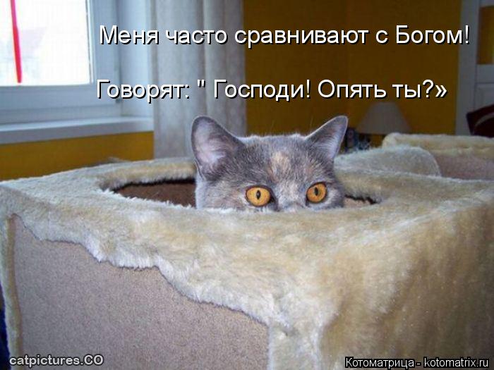 Меня часто сравнивают с Богом! Говорят: " Господи! Опять ты?»... Котоматрица: Меня часто сравнивают с Богом! Говорят: " Господи! Опять ты?»