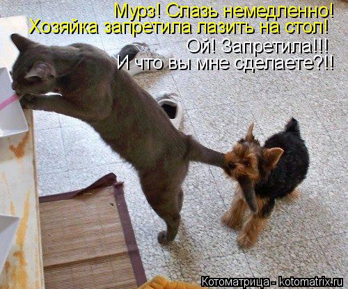 Мурз! Слазь немедленно! Хозяйка запретила лазить на стол! Ой! Запретила!!! И что вы мне сделаете?!!... Котоматрица: Мурз! Слазь немедленно! Хозяйка запретила лазить на стол! Ой! Запретила!!! И что вы мне сделаете?!!
