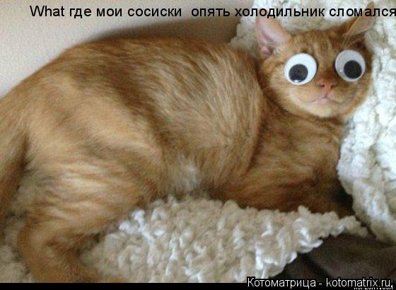 What где мои сосиски опять холодильник сломался... Котоматрица: What где мои сосиски опять холодильник сломался