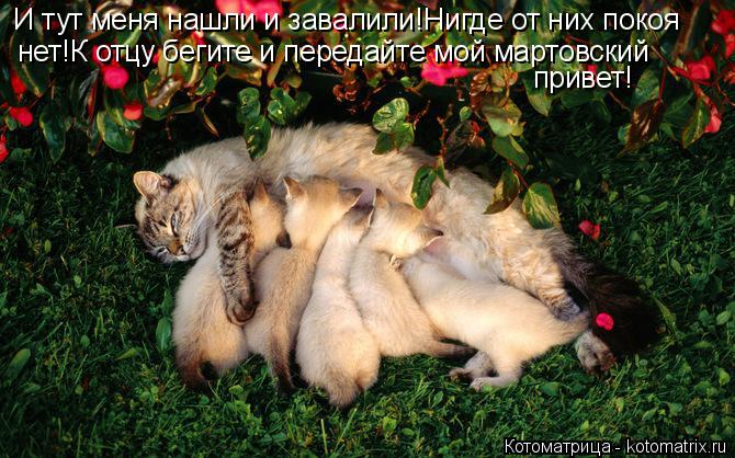 И тут меня нашли и завалили!Нигде от них покоя нет!К отцу бегите и передайте мой мартовский привет!... Котоматрица: И тут меня нашли и завалили!Нигде от них покоя нет!К отцу бегите и передайте мой мартовский привет!