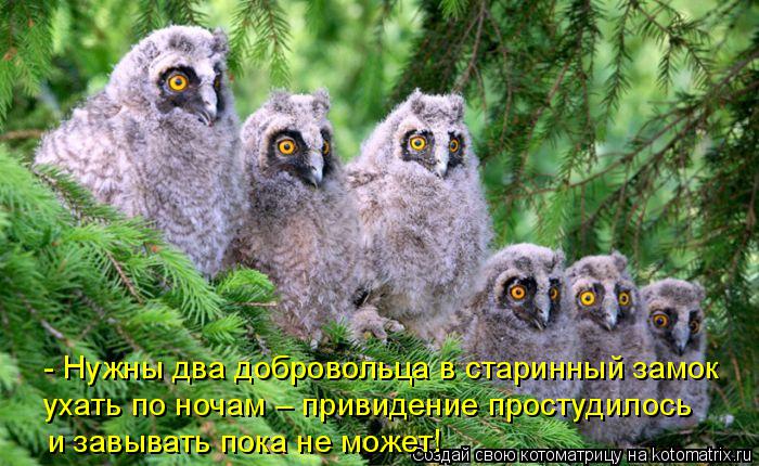 Котоматрица: - Нужны два добровольца в старинный замок ухать по ночам – привидение простудилось и завывать пока не может!