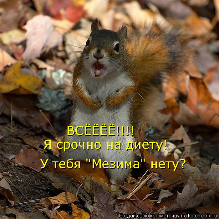 ВСЁЁЁЁ!!!! Я срочно на диету! У тебя "Мезима" нету?... Котоматрица: ВСЁЁЁЁ!!!! Я срочно на диету! У тебя "Мезима" нету?