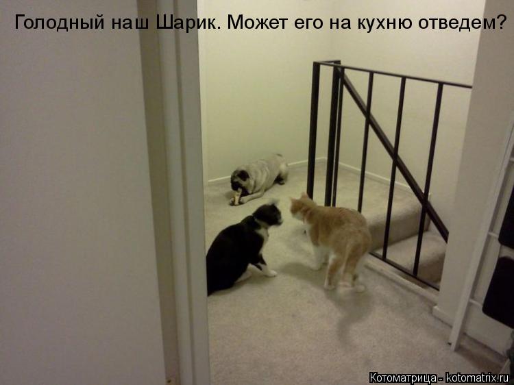 Голодный наш Шарик. Может его на кухню отведем?... Котоматрица: Голодный наш Шарик. Может его на кухню отведем?