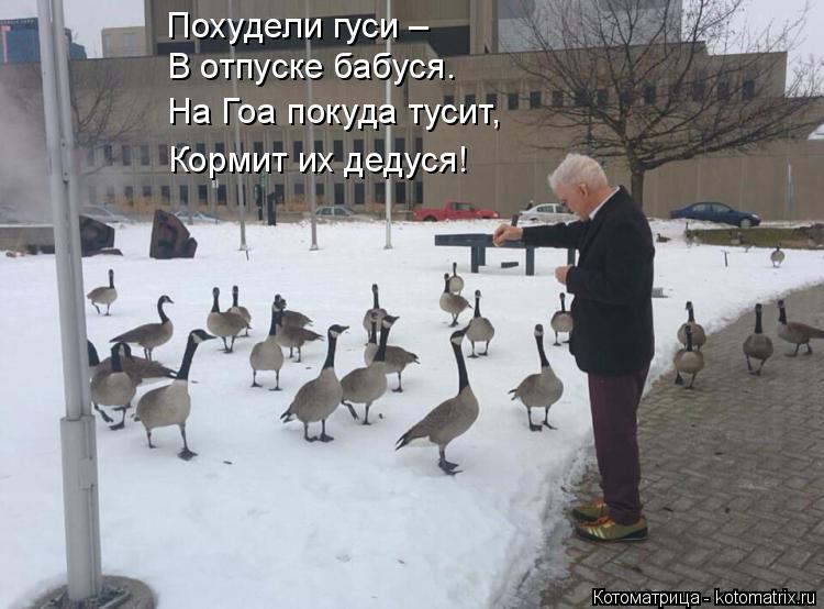 Похудели гуси – В отпуске бабуся. На Гоа покуда тусит, Кормит их дедуся!... Котоматрица: Похудели гуси – В отпуске бабуся. На Гоа покуда тусит, Кормит их дедуся!