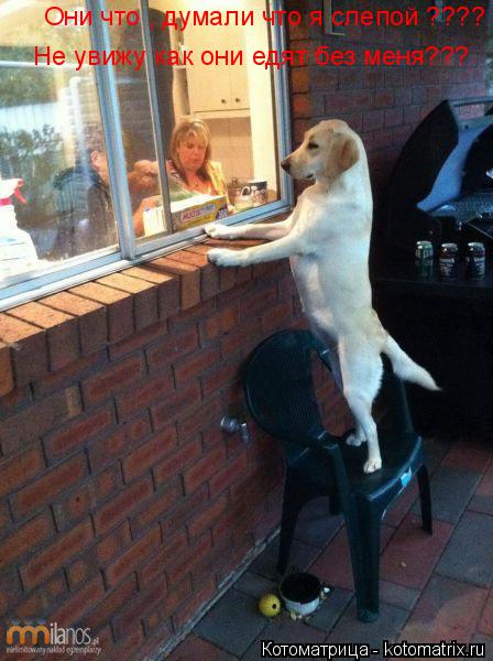 Они что , думали что я слепой ???? Не увижу как они едят без меня???... Котоматрица: Они что , думали что я слепой ???? Не увижу как они едят без меня???