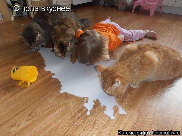 С пола вкуснее...... Котоматрица: С пола вкуснее...