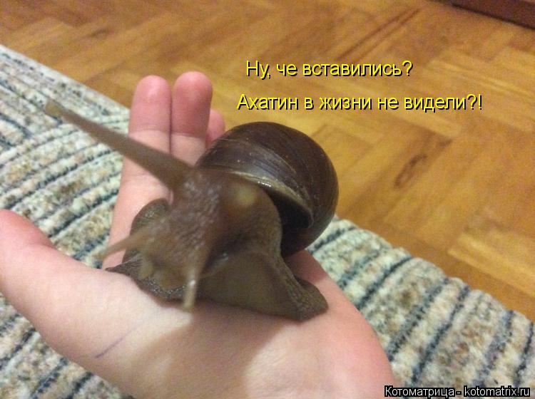 Ну, че вставились? Ахатин в жизни не видели?!... Котоматрица: Ну, че вставились? Ахатин в жизни не видели?!