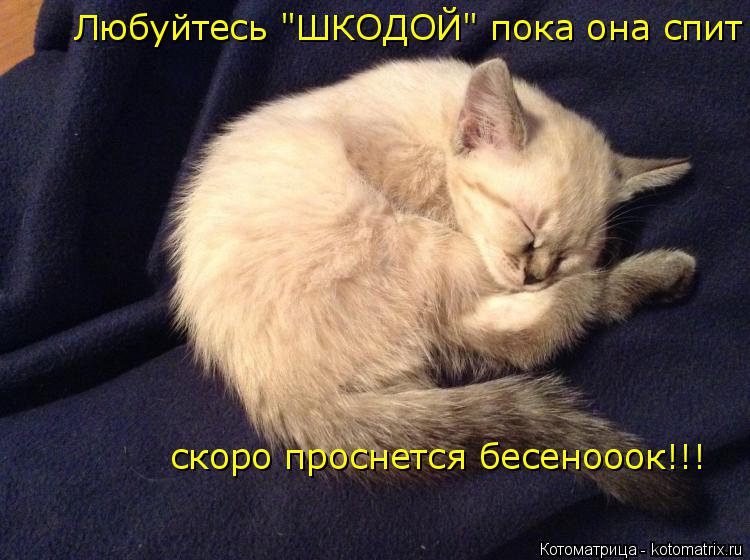 Любуйтесь "ШКОДОЙ" пока она спит скоро проснется бесенооок!!!... Котоматрица: Любуйтесь "ШКОДОЙ" пока она спит скоро проснется бесенооок!!!