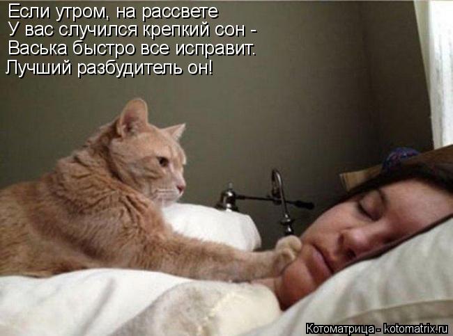 Если утром, на рассвете У вас случился крепкий сон - Васька быстро все исправит. Лучший разбудитель о... Котоматрица: Если утром, на рассвете У вас случился крепкий сон - Васька быстро все исправит. Лучший разбудитель он!