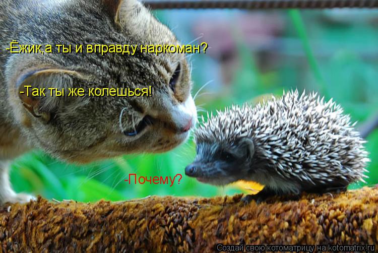 -Ёжик,а ты и вправду наркоман? -Почему? -Так ты же колешься!... Котоматрица: -Ёжик,а ты и вправду наркоман? -Почему? -Так ты же колешься!