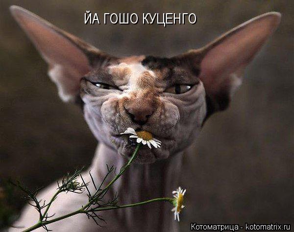 ЙА ГОШО КУЦЕНГО... Котоматрица: ЙА ГОШО КУЦЕНГО
