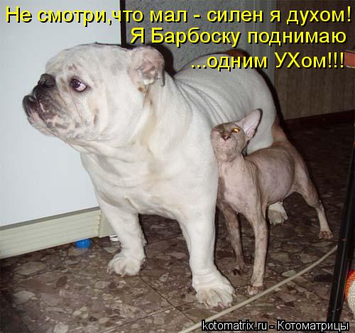 Котоматрица: Не смотри,что мал - силен я духом! Я Барбоску поднимаю ...одним УХом!!!