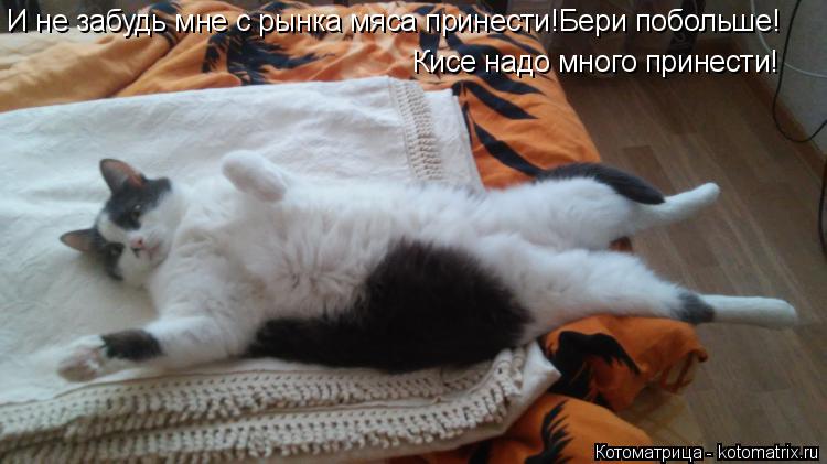 И не забудь мне с рынка мяса принести!Бери побольше! Кисе надо много принести!... Котоматрица: И не забудь мне с рынка мяса принести!Бери побольше! Кисе надо много принести!