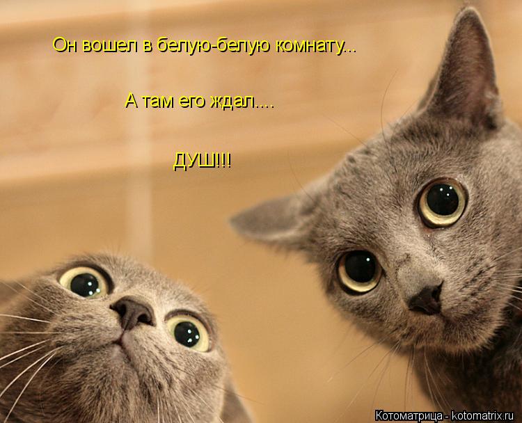 Он вошел в белую-белую комнату... А там его ждал.... ДУШ!!!... Котоматрица: Он вошел в белую-белую комнату... А там его ждал.... ДУШ!!!