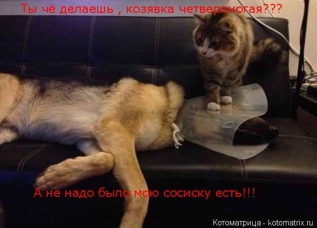 Ты чё делаешь , козявка четвероногая??? А не надо было мою сосиску есть!!!... Котоматрица: Ты чё делаешь , козявка четвероногая??? А не надо было мою сосиску есть!!!