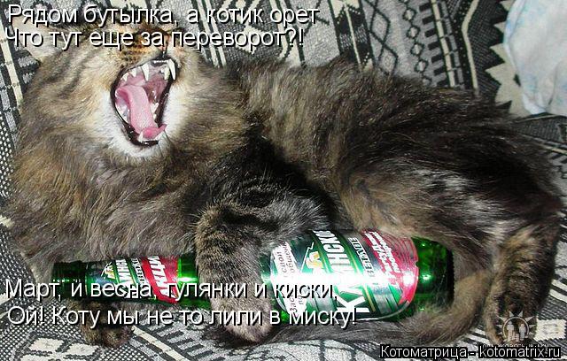 Рядом бутылка, а котик орет Что тут еще за переворот?! Март, и весна, гулянки и киски, Ой! Коту мы не... Котоматрица: Рядом бутылка, а котик орет Что тут еще за переворот?! Март, и весна, гулянки и киски, Ой! Коту мы не то лили в миску!